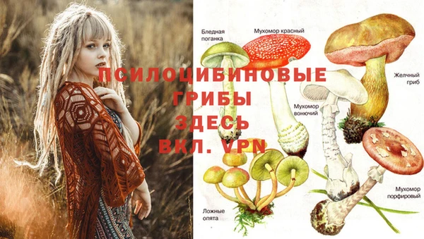 бошки Белокуриха